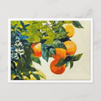 Oranges On A Branch By Winslow Homer Postcard by lazyrivergreetings at Zazzle