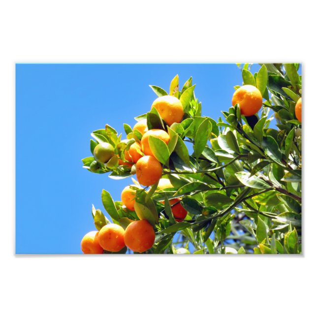 Oranges Photo Print (Front)