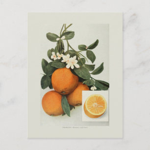 Oranges Postcard