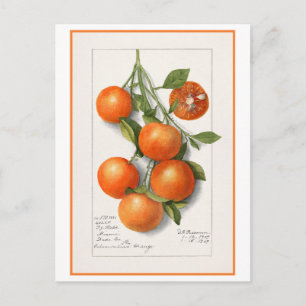 Oranges Vintage Botanical Illustration Postcard