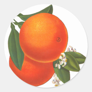 Oranges Vintage Crate Art Template Classic Round Sticker