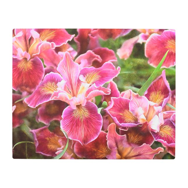 Orangish Pink Iris Metal Print (Front)