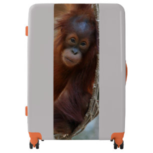 OrangUtan20150905 Luggage