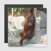 OrangUtan 001 (Front/Back)