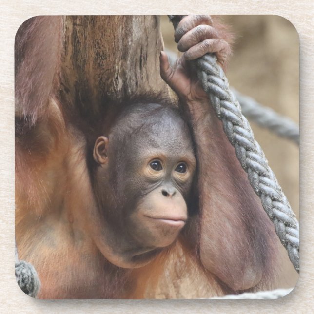 OrangUtan 002 Beverage Coaster (Front)