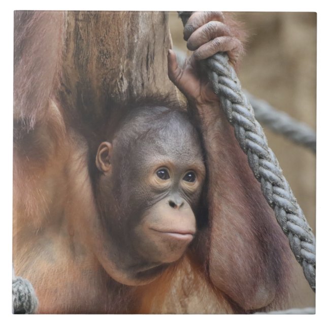 OrangUtan 002 Ceramic Tile (Front)