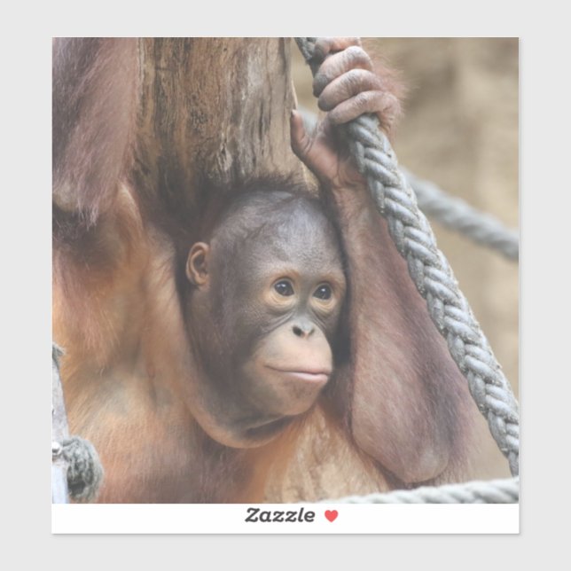 OrangUtan 002 Sticker (Sheet)
