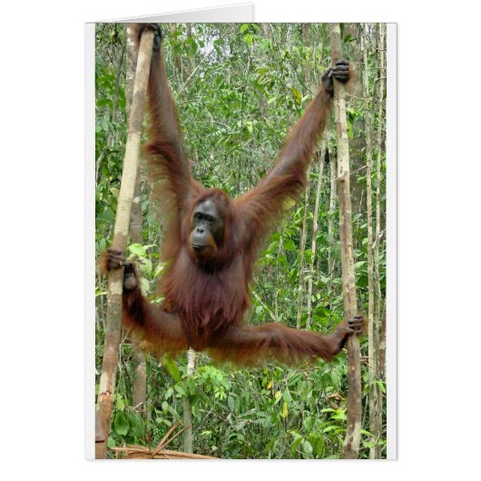Orangutan a hangin' cards (Front)