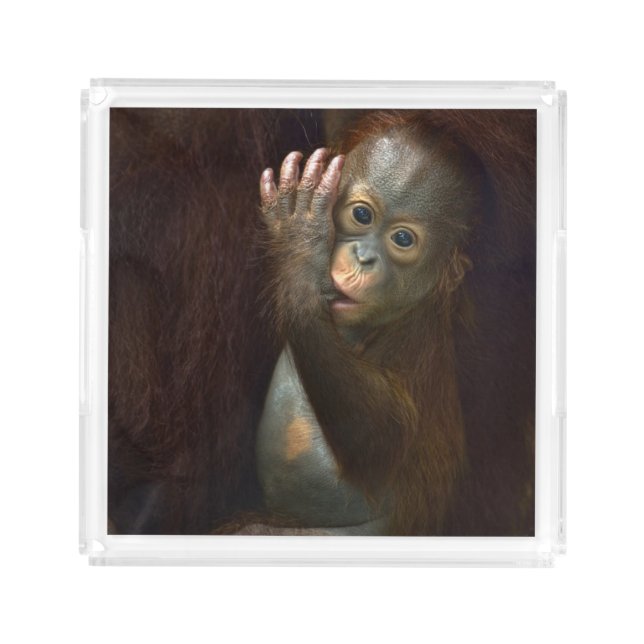 Orangutan Acrylic Tray (Front)