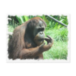 Orangutan Ape Postcard
