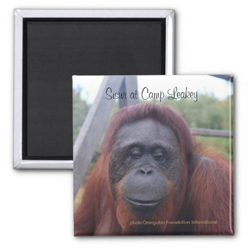 Orangutan at Camp Leakey Kalimantan Borneo Magnet