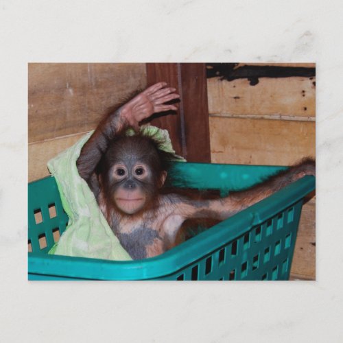 Orangutan at the Sanctuary Postcard