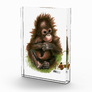 Orangutan Baby and Butterfly Award