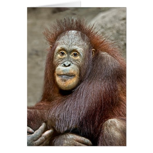 Orangutan Baby Cards (Front)