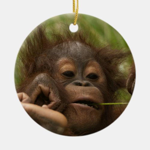 Orangutan Baby Ceramic Ornament