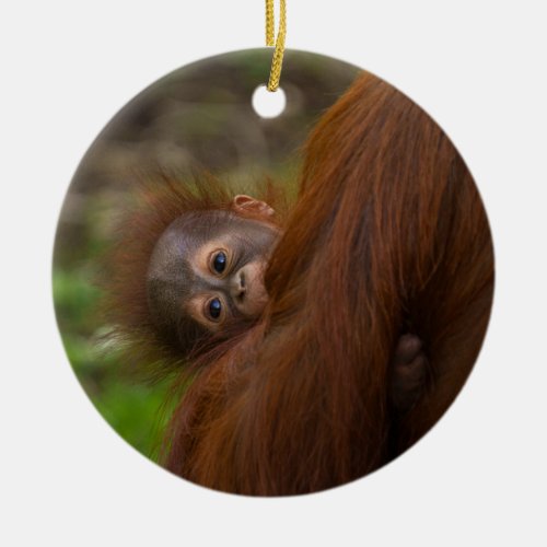 Orangutan Baby Having A Peek Ceramic Ornament