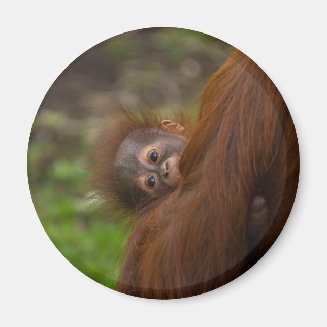 Orangutan Baby Having A Peek Magnet (Front)