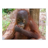 Orangutan Baby in Borneo Jungle School (Front Horizontal)