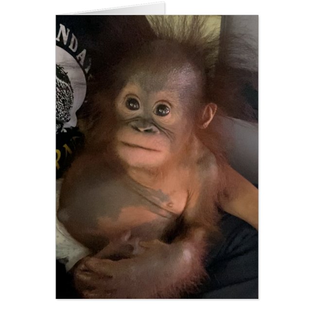 Orangutan Baby Orphan Crystal Cards (Front)