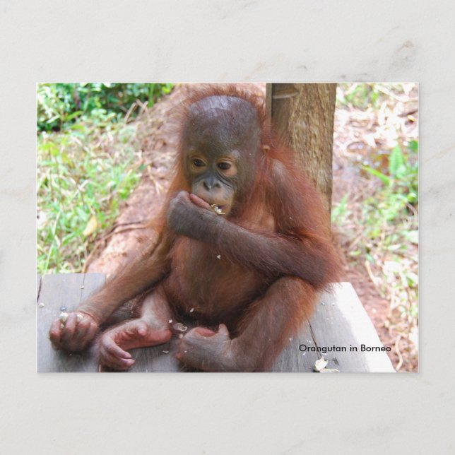 Orangutan Baby Orphan Eats Peanuts Postcard (Front)