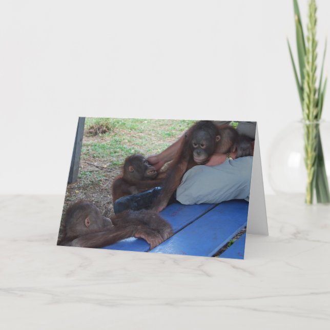 Orangutan Baby Orphans Card (Front)