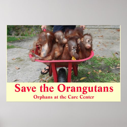 Orangutan Baby Orphans Go to School Poster