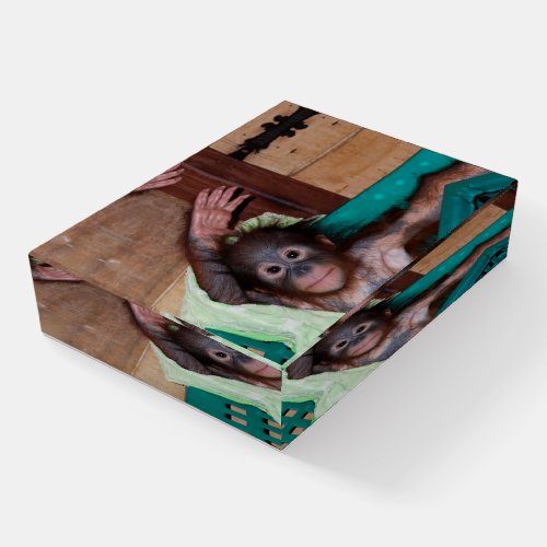 Orangutan baby paperweight