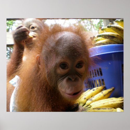 Orangutan Baby Poster