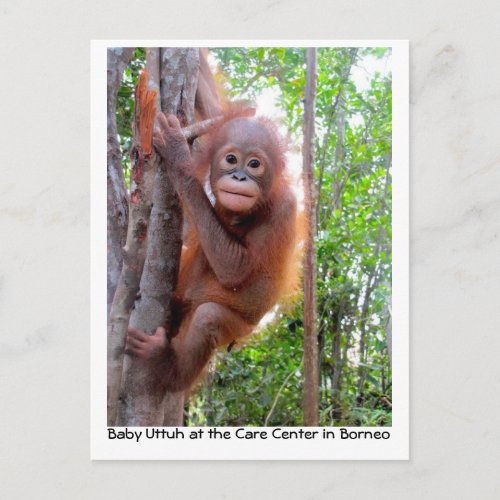 Orangutan Baby Uttuh in Rainforest Postcard