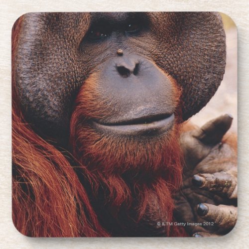 Orangutan Beverage Coaster