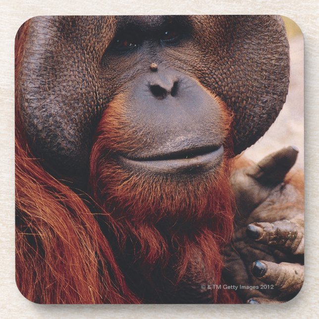 Orangutan Beverage Coaster (Front)