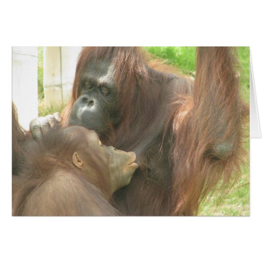Orangutan Breastfeeding Cards (Front Horizontal)