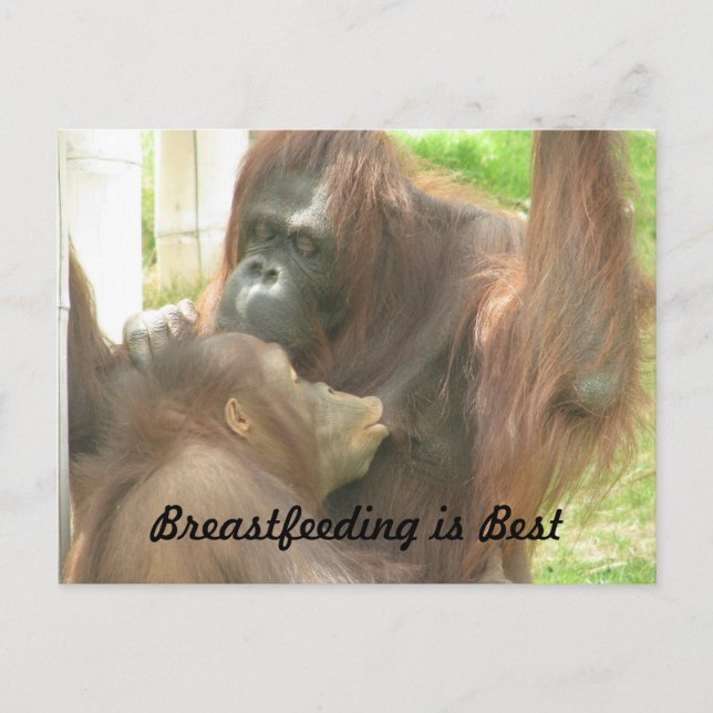 Orangutan Breastfeeding Postcard (Front)