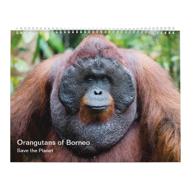 Orangutan calendar Zazzle