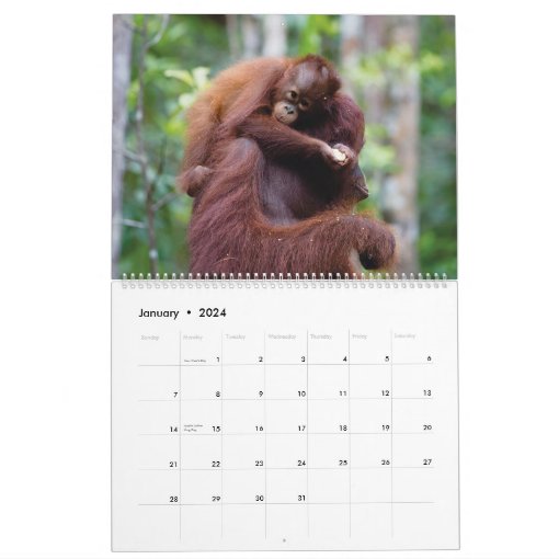 Orangutan calendar Zazzle