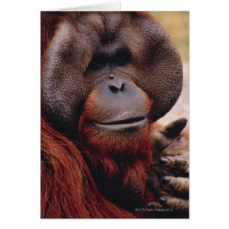 Orangutan Gifts on Zazzle