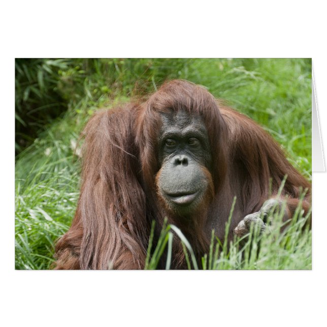 Orangutan Cards (Front Horizontal)