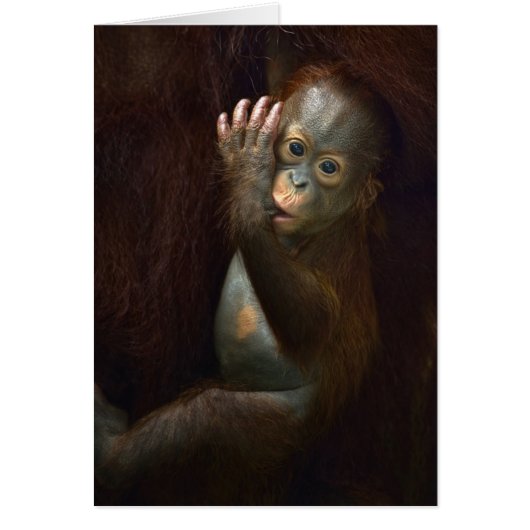 Orangutan Cards (Front)