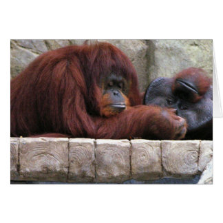 Orangutan Cards