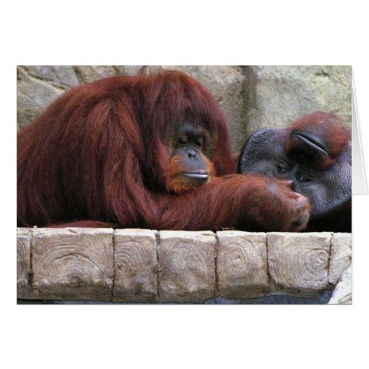 Orangutan Cards (Front Horizontal)