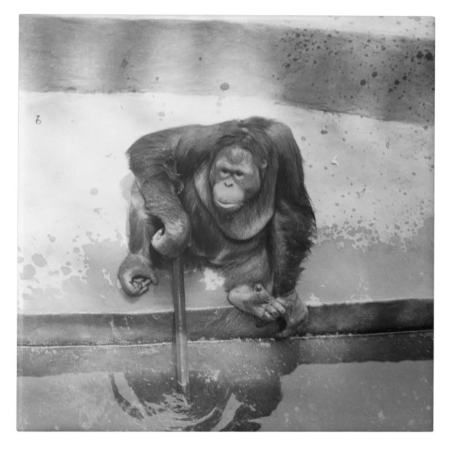 Orangutan Ceramic Tile (Front)