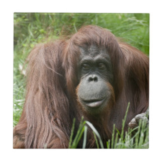 Orangutan Ceramic Tile