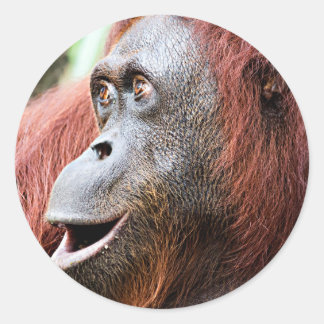 Orangutan Classic Round Sticker