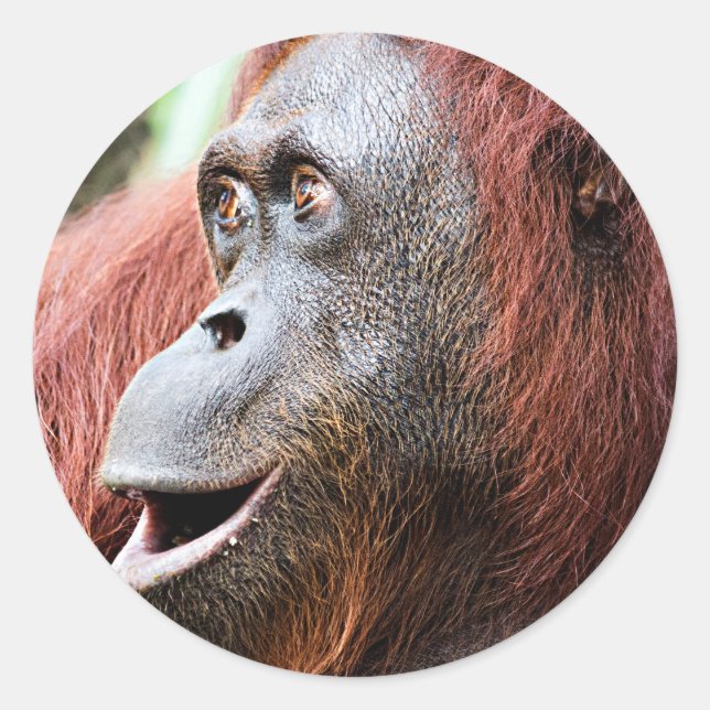 Orangutan Classic Round Sticker (Front)
