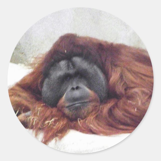Orangutan Classic Round Sticker (Front)
