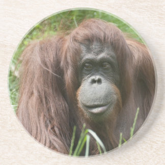 Orangutan Coaster