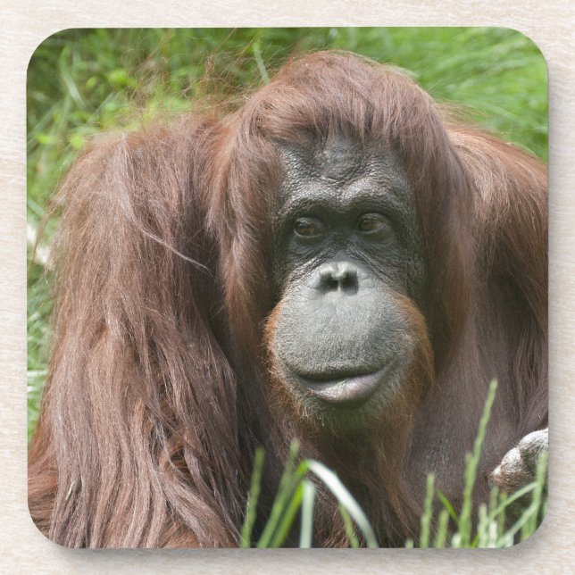 Orangutan Coaster (Front)