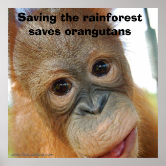 Save The Rainforest Posters | Zazzle