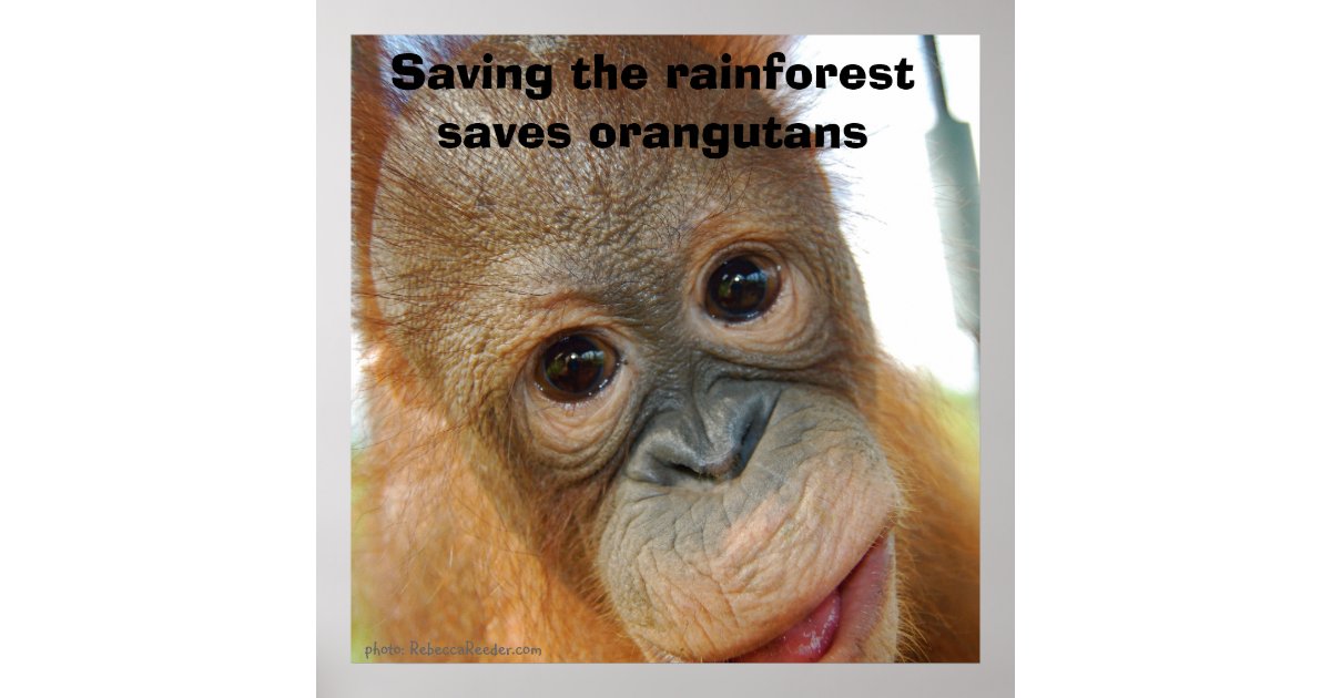 Orangutan Conservation Poster | Zazzle