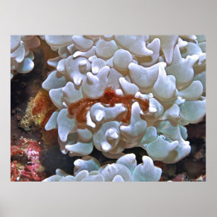 Orangutan Crab Poster